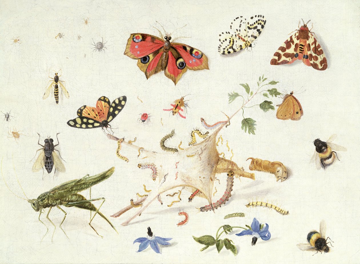 Studie av insekter og blomster (olje) av Ferdinand van Kessel