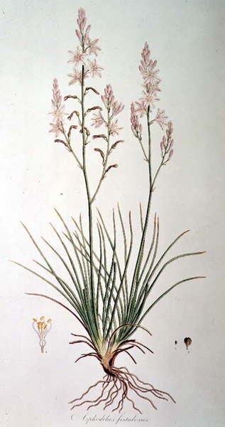 Asphodelus Fistulosus, fra 