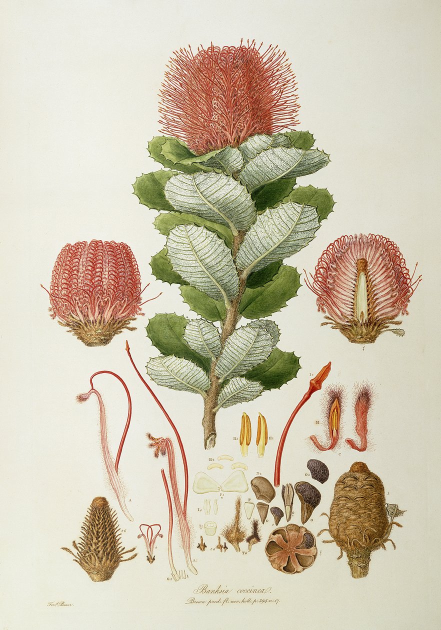 Banksia coccinea, fra 