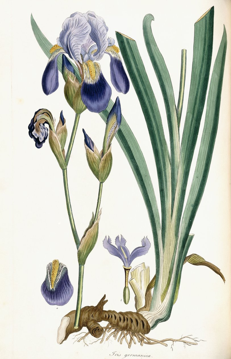 Iris Germanicus, 1847 av Ferdinand Bauer
