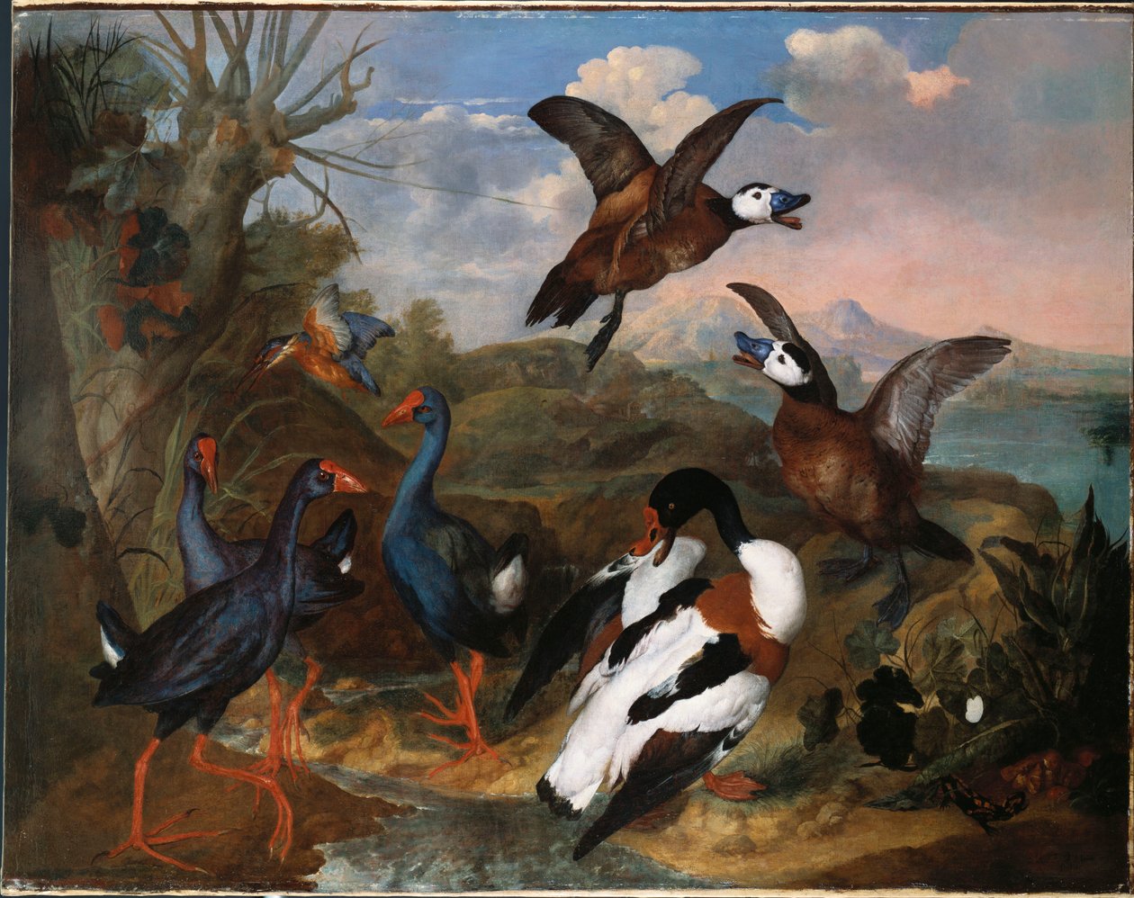 Skjellender og andre fugler i et landskap, 1720 av Ferdinand Phillip de Hamilton