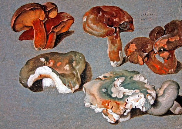 Studier av sopp av Ferdinand Phillip de Hamilton