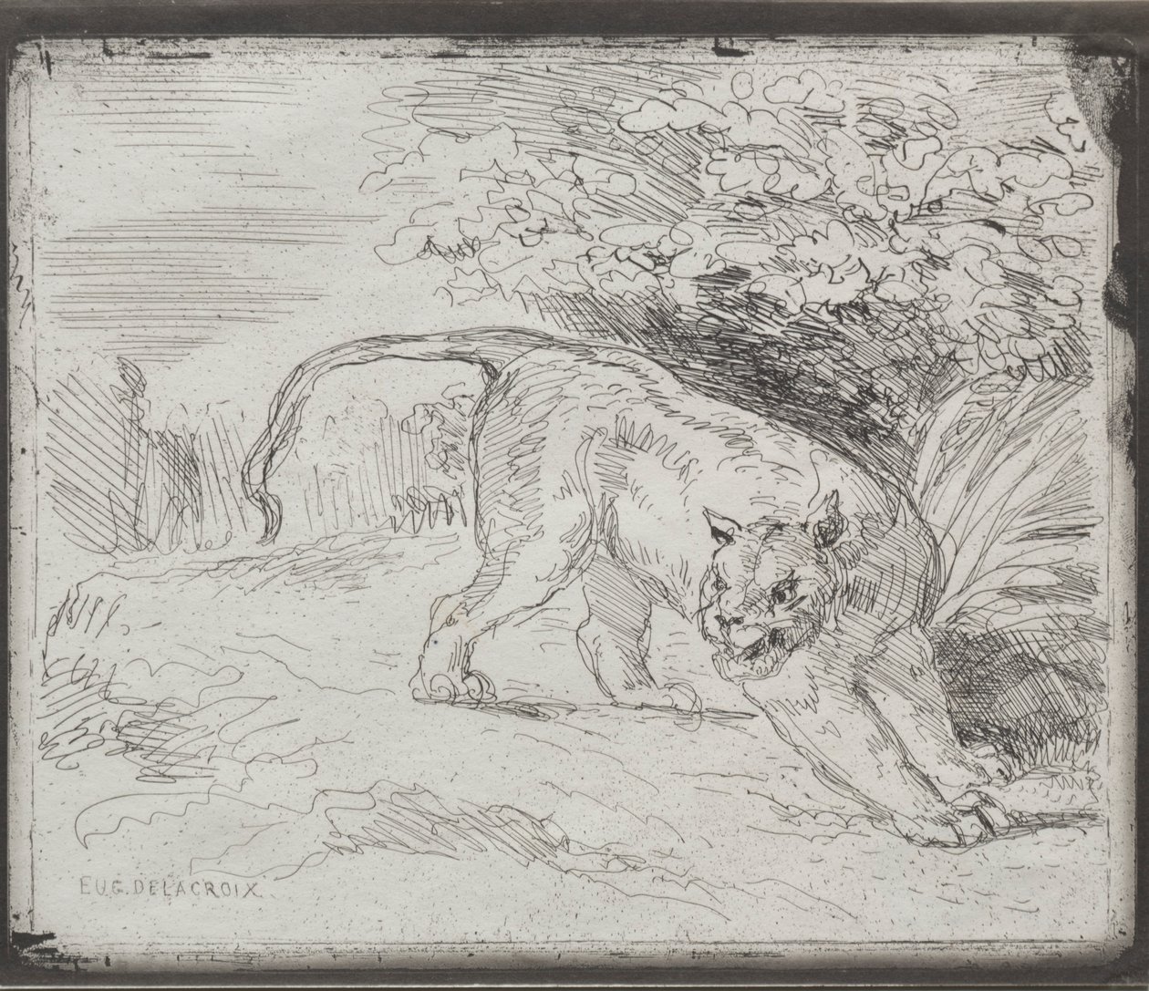En fanget tiger, 1854. av Ferdinand Victor Eugene Delacroix