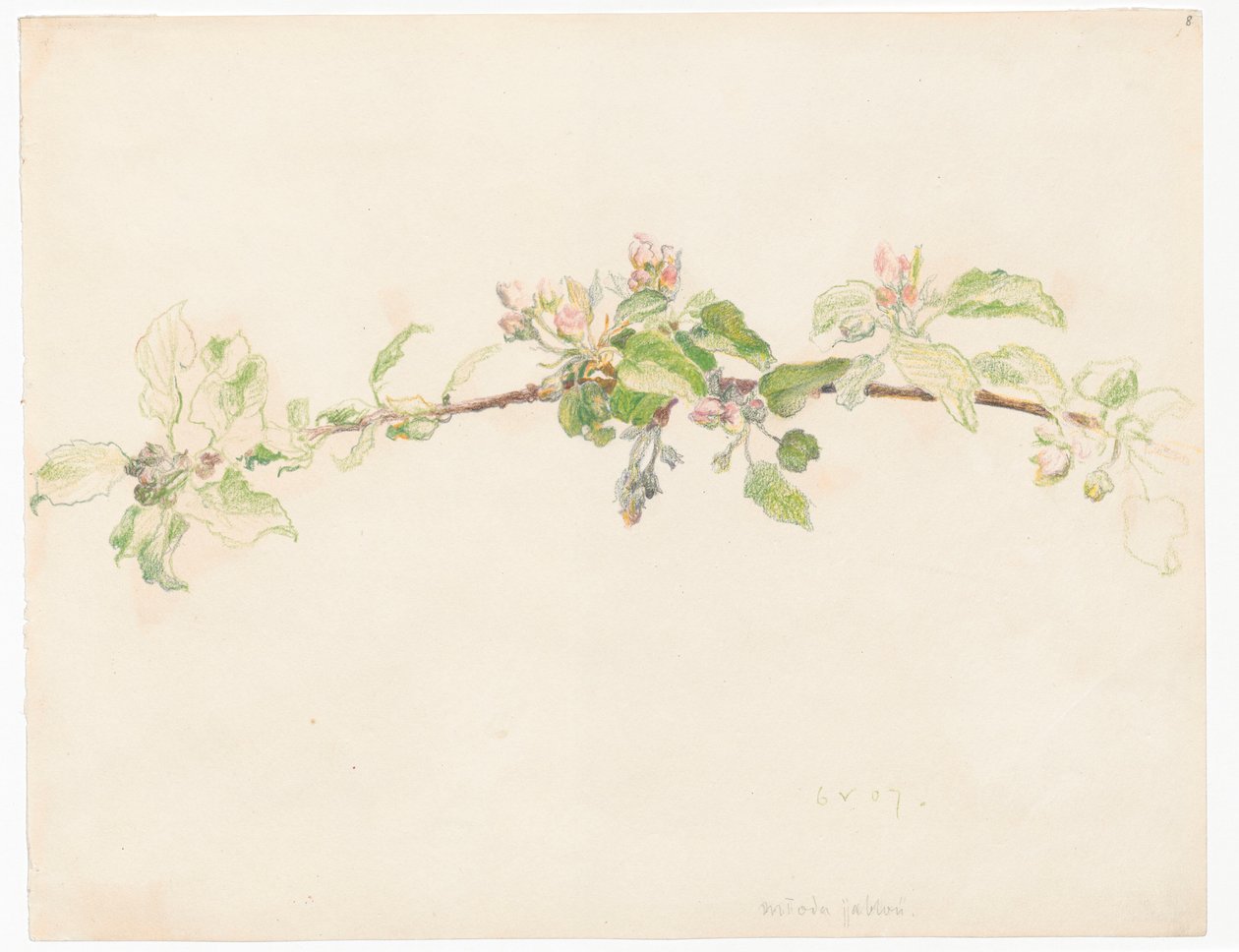 Gren av et blomstrende epletre av Ferdynand Ruszczyc