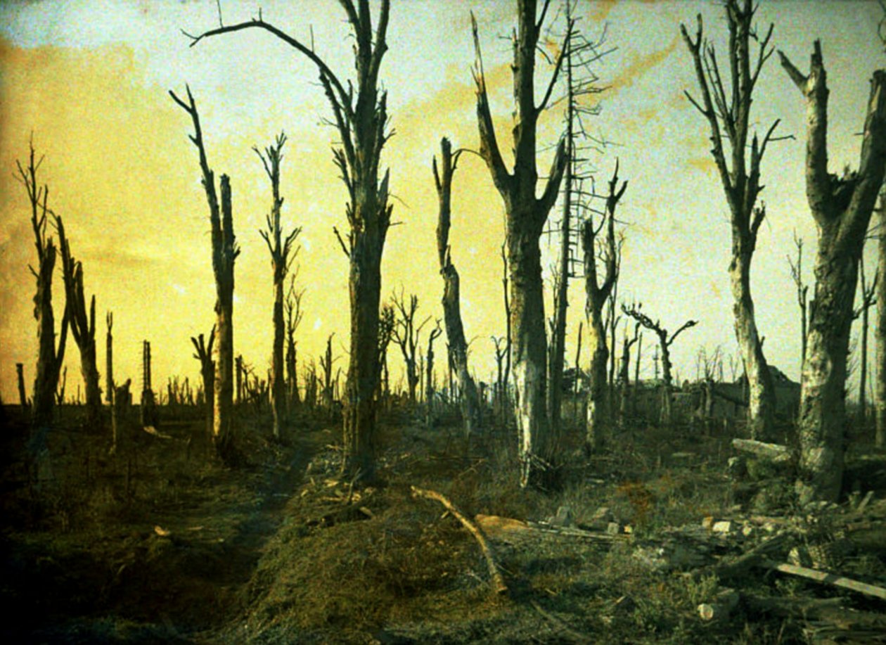Trær ødelagt under kamp, Chaulnes, Somme, Frankrike, 1917 (autokrom) av Fernand Cuville