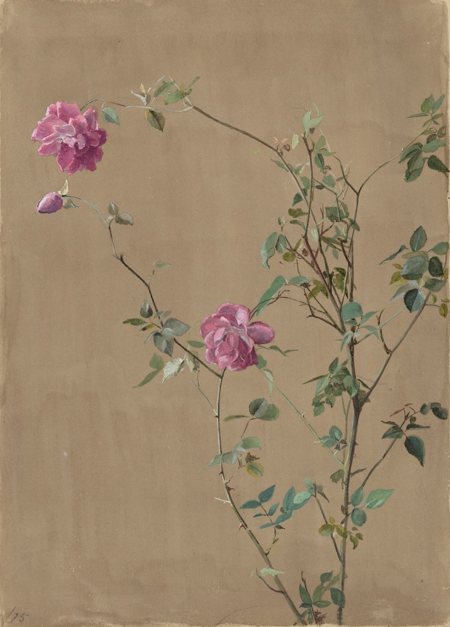 Rosa roser av Fidelia Bridges