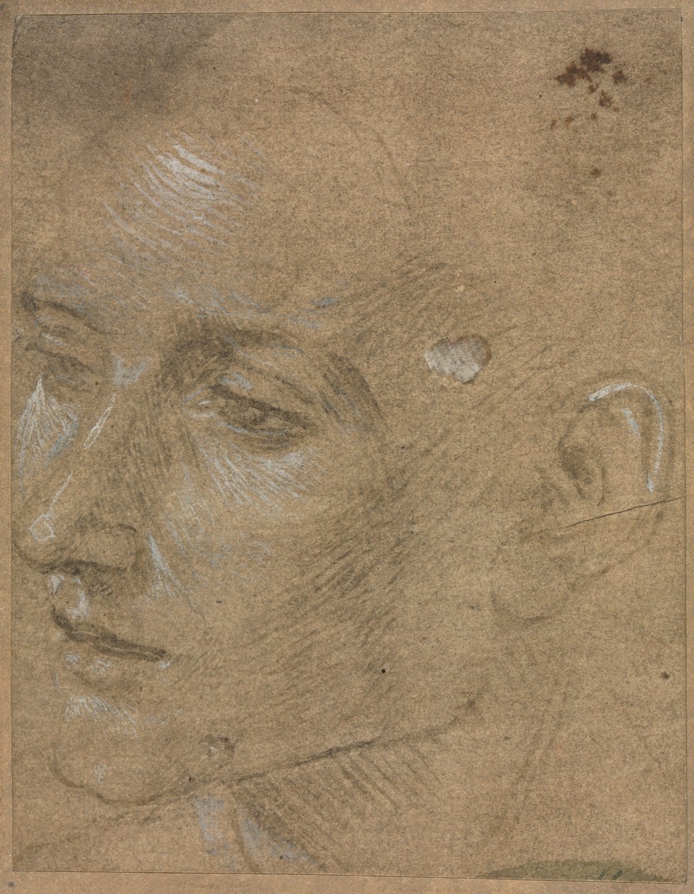 Head of a Young Man, andre halvdel av 1400-tallet. av Filippino Lippi