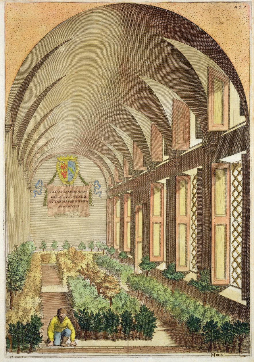 Sitrustrær i et drivhus, fra 