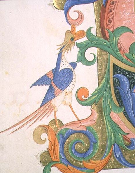 Missal 515 f.20v Fantastisk fugl, detalj av dekorasjonen av en historisk initial fra en korbok utført før 1449 (vellum) av Filippo di Matteo Torelli