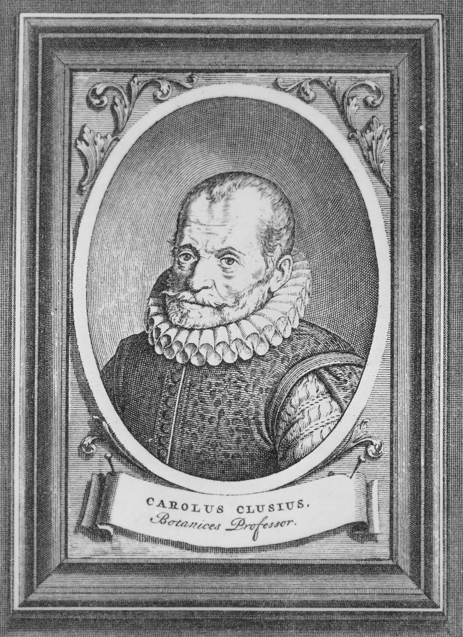 Carolus Clusius av Flemish School