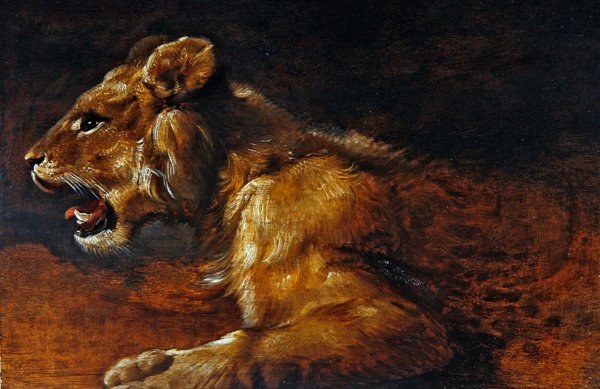 A Study of a Young Lion, School of Antwerpen, ca. 1640 (olje på panel) av Flemish School