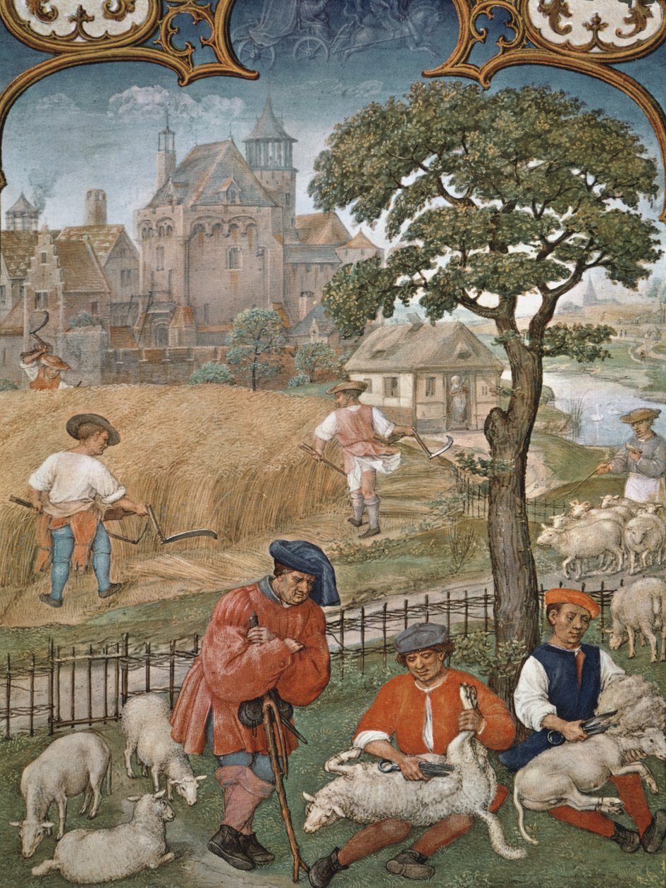 Fol.7v Juli måned: Høst og saueklipping, fra Breviarium Grimani, ca. 1515 av Flemish School