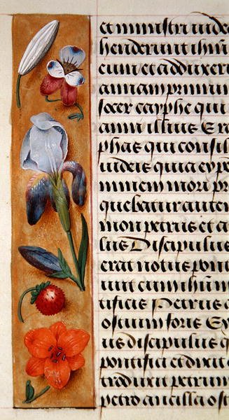 Ms. 1058-1975, f.16v: detalj av en blomsterkant fra en timebok, ca. 1500 (vellum) av Flemish School