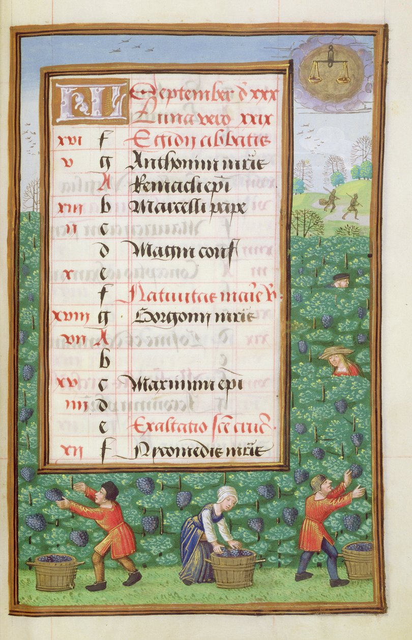 Ms 1058-1975 f9r Gathering Grapes, opplyst kalenderside for september, fra a Book of Hours, ca. 1500 av Flemish School
