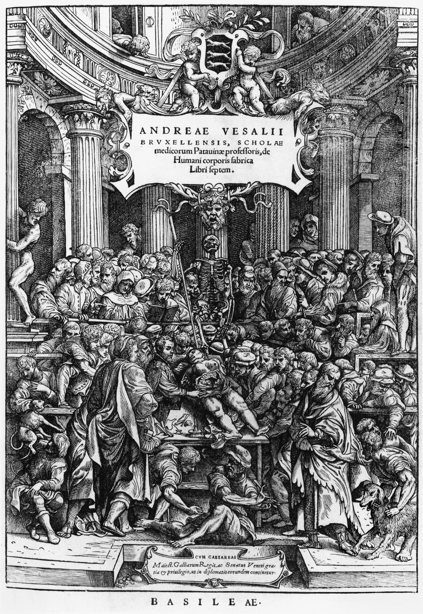 Anatomitimen til Andreas Vesalius (1514-64) ved medisinskolen i Brussel, frontispice fra De Humani Corporis Fabrica, utgitt i Basel, 1555 (se også 466697) av Flemish School
