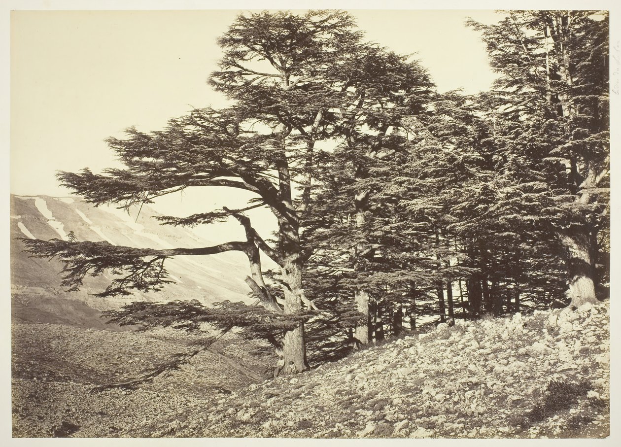 Cedars of Libanon, ca. 1870. av Félix Bonfils