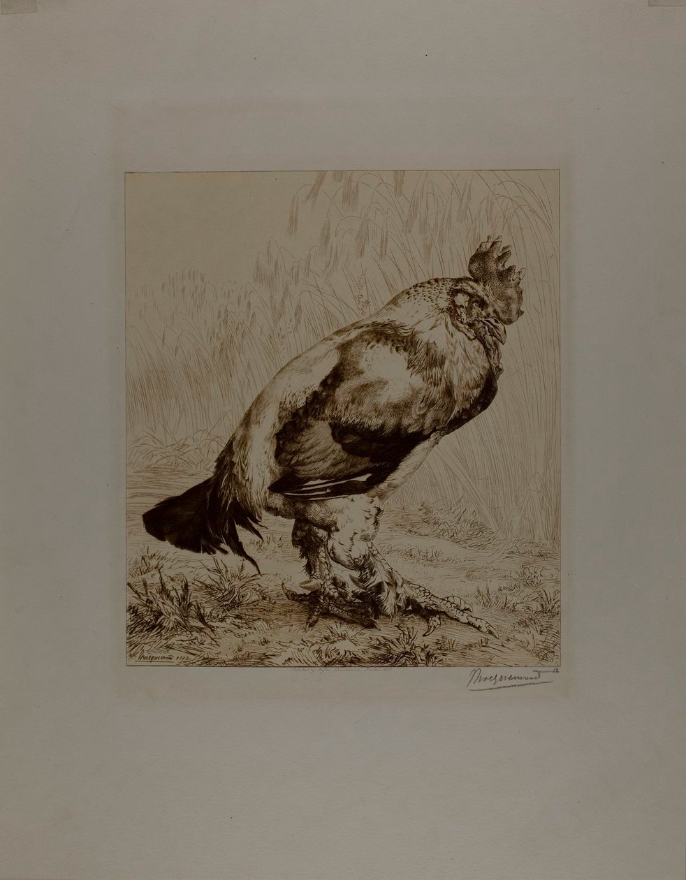  av Félix Henri Bracquemond