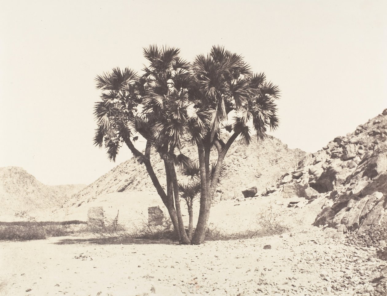 Omgivelsene til Fileh, Palmier Doum på den østlige bredden av Nilen, 1851-52, trykt 1853-54. av Félix Teynard
