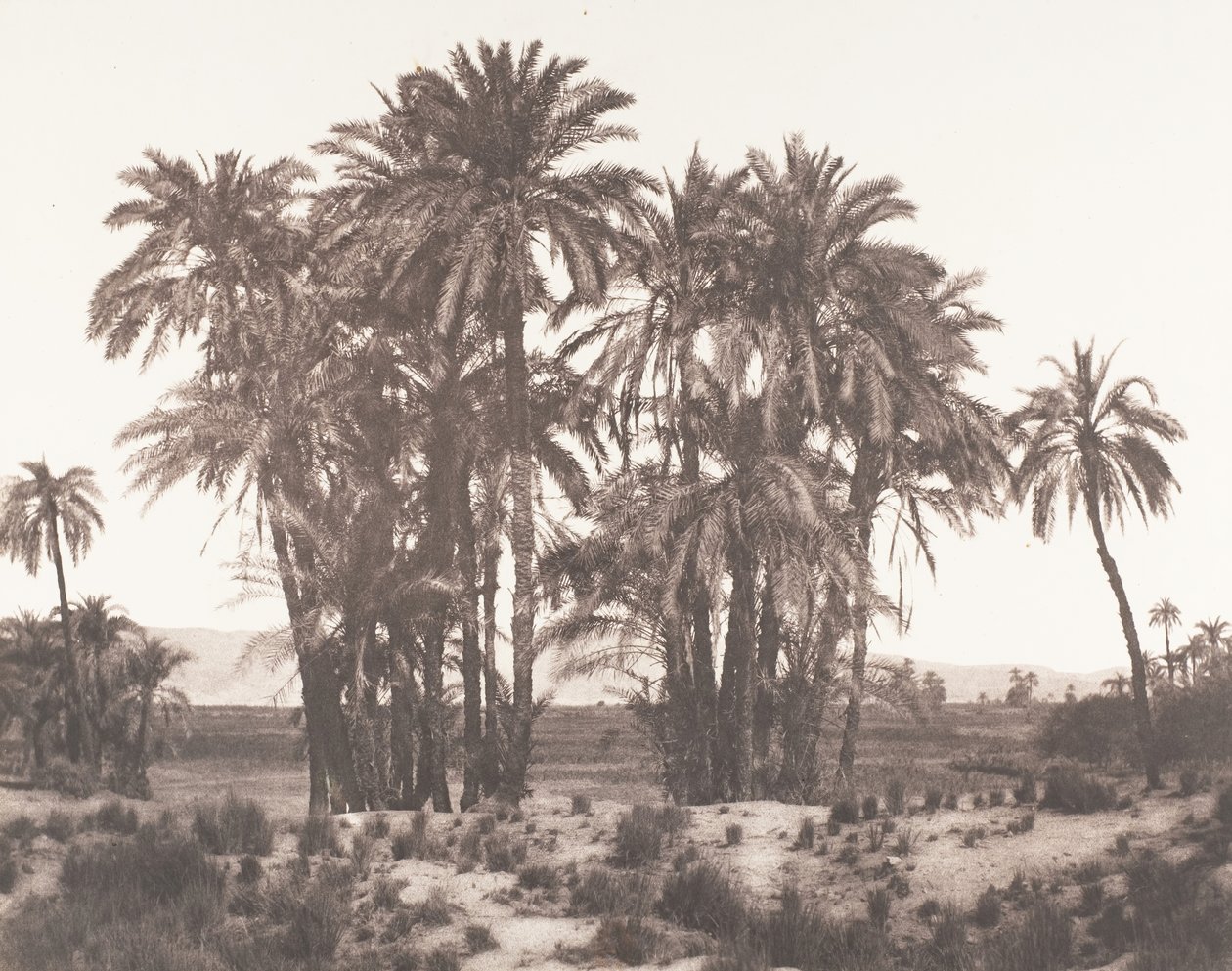 Karnak, gruppe daddelpalmer sett fra punkt A, 1851-52, trykt 1853-54. av Félix Teynard