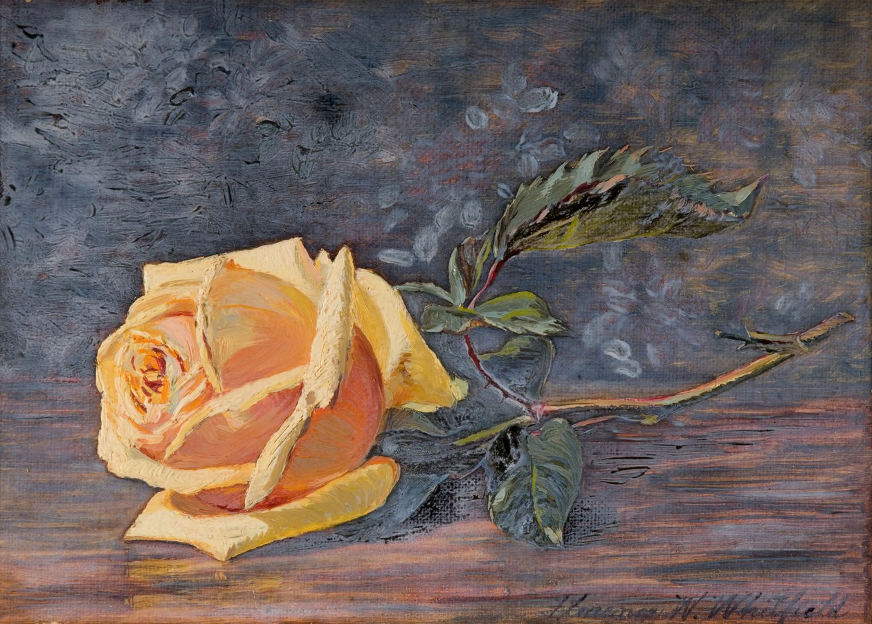 Gul rose, 1887. av Florence Westwood Whitfield