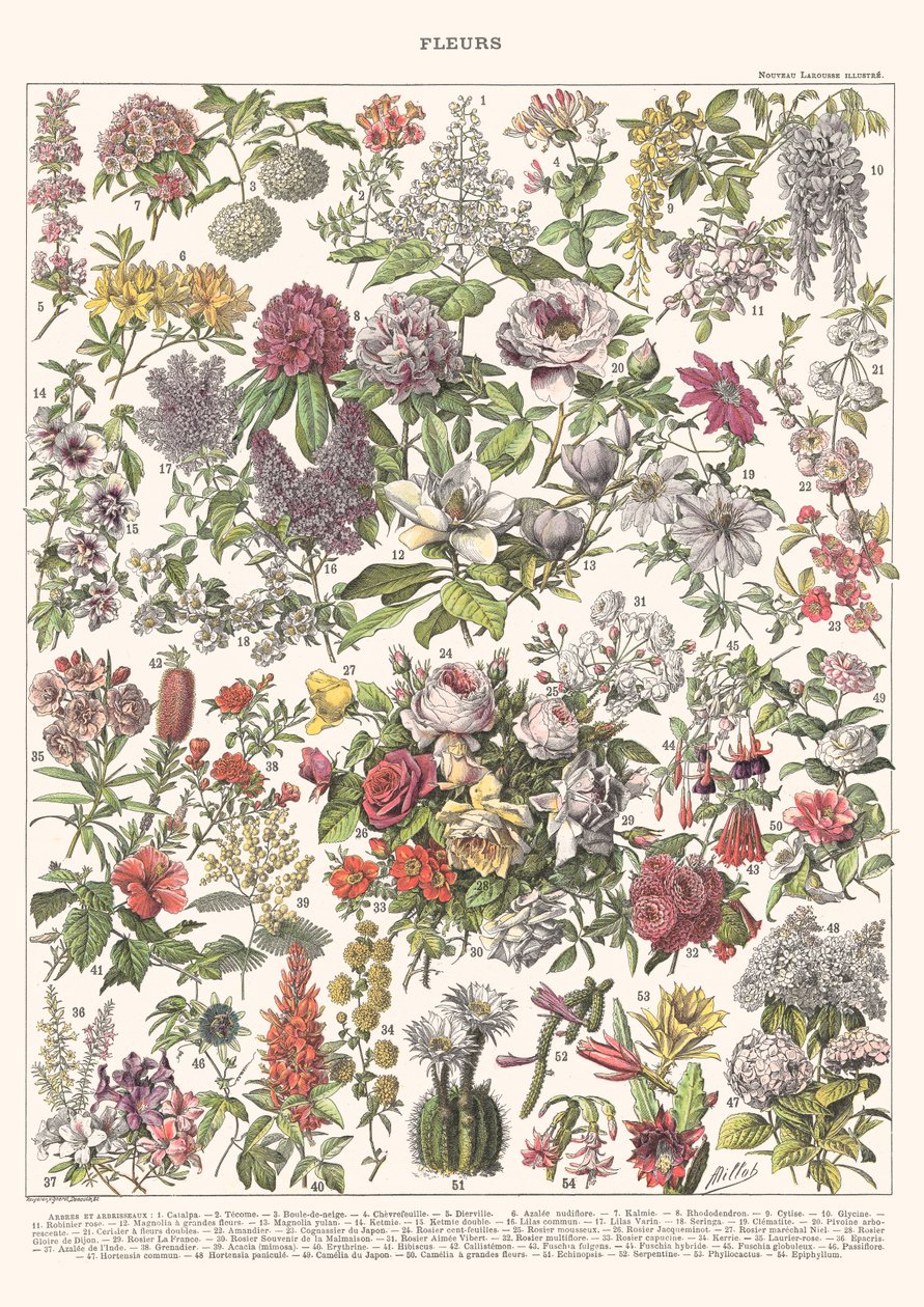 Flowers II – ASTER EDITION, 2023 (digital) av Florent Bodart