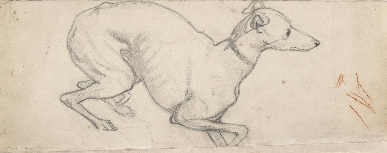 Studie av en greyhound, midten av 1800-tallet av Ford Madox Brown