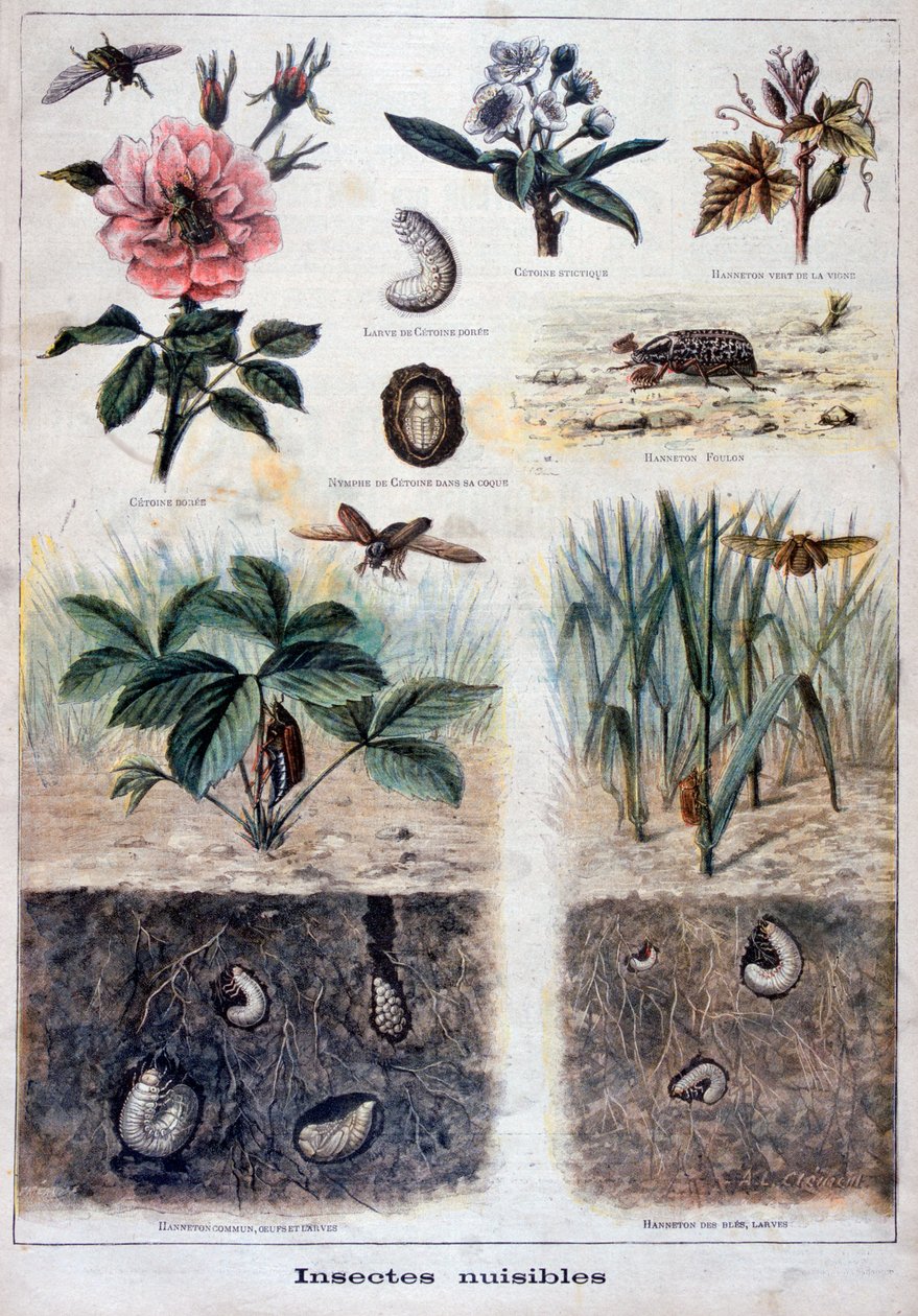 Skadelige insekter, 1897 av Fortuné Méaulle