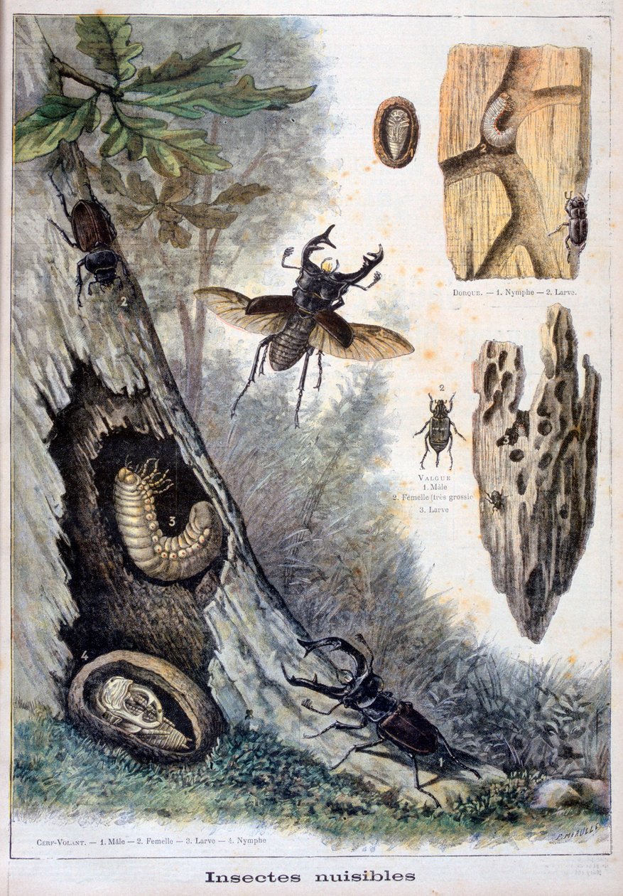 Skadelige insekter, 1897 av Fortuné Méaulle