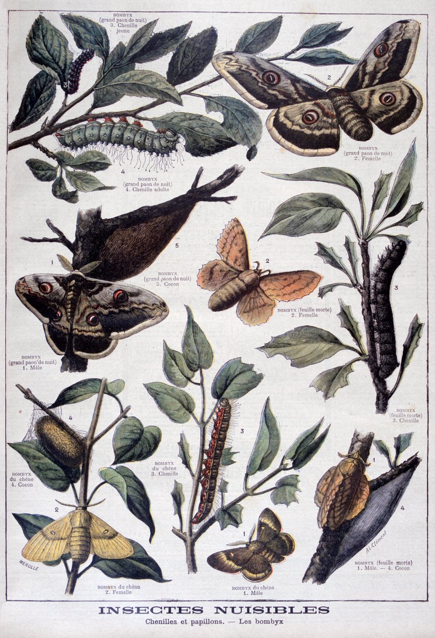 Skadelige insekter: larver, sommerfugler og møll, 1897 av Fortuné Méaulle
