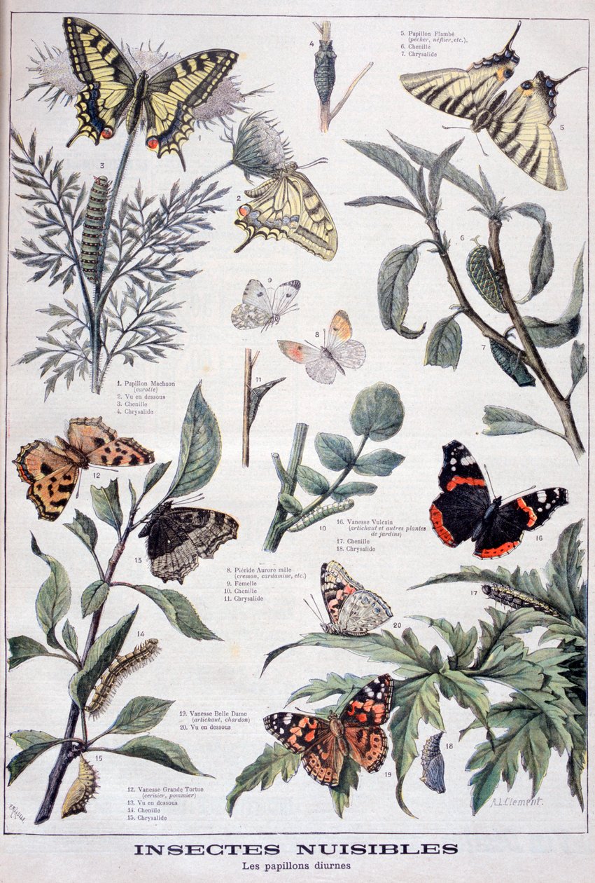 Skadelige insekter: dagslyssommerfugler, 1897 av Fortuné Méaulle