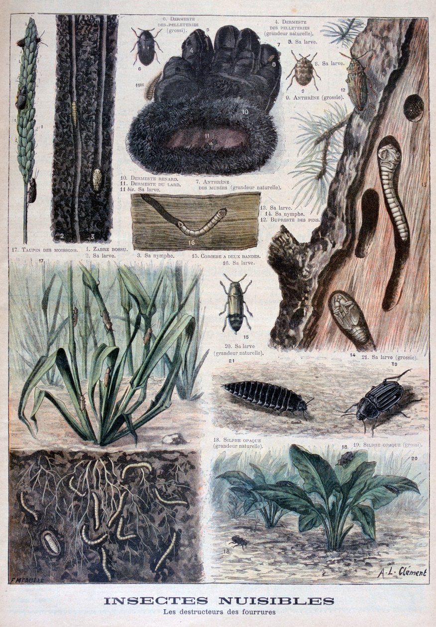 Insekter som er skadelige for pels, 1897 av Fortuné Méaulle