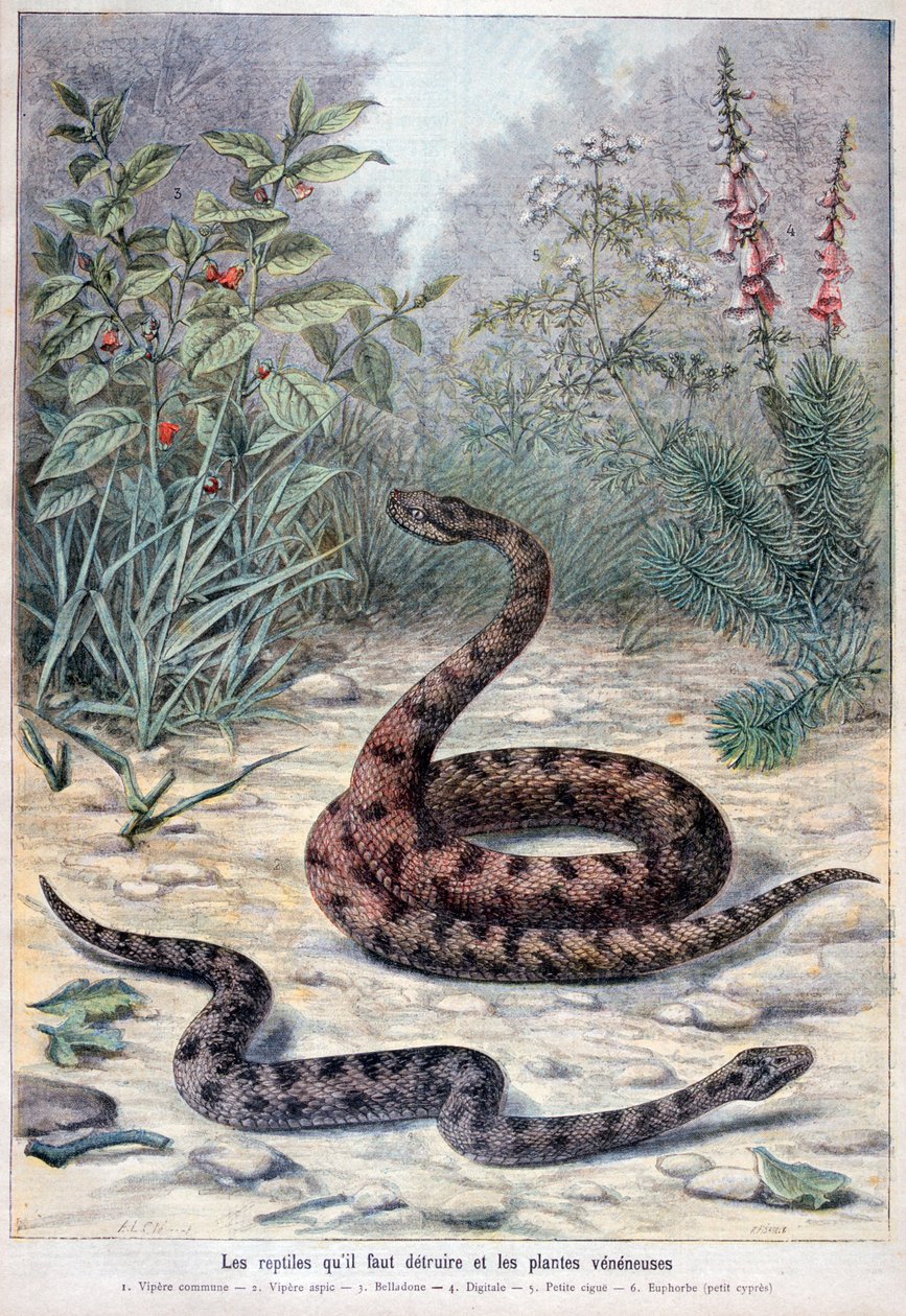 Slanger og giftige planter, 1897 av Fortuné Méaulle