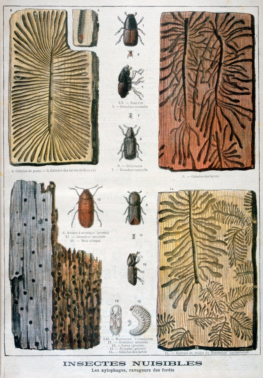 Xylofage insekter som er ødeleggende for skog, 1897 av Fortuné Méaulle