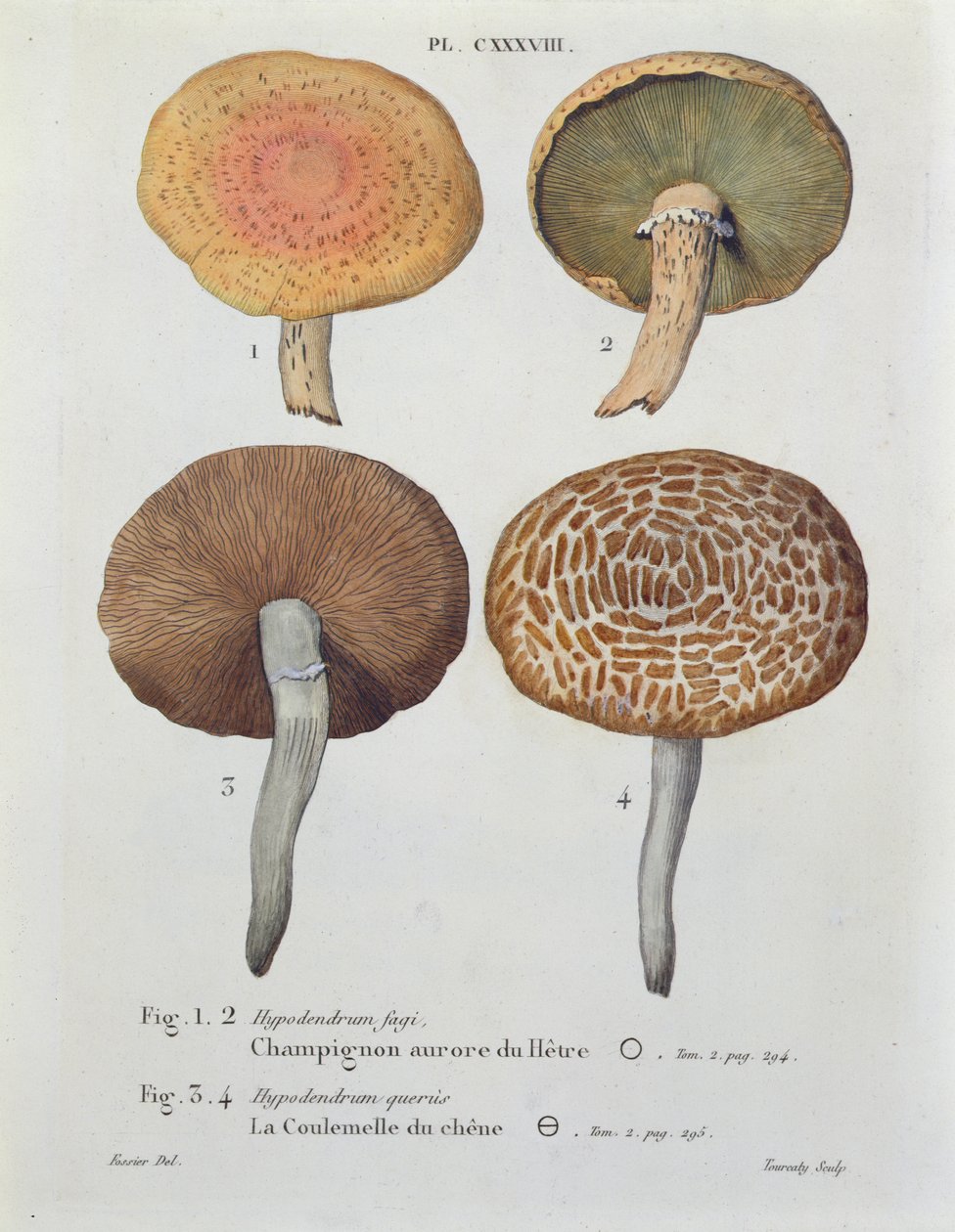 Hypodendrums fagi and queris, plate 138 fra 'Iconographie des Champignons de JJ Paulet' av JH Leveille, gravert av Tourcaty, 1855 av Fossier