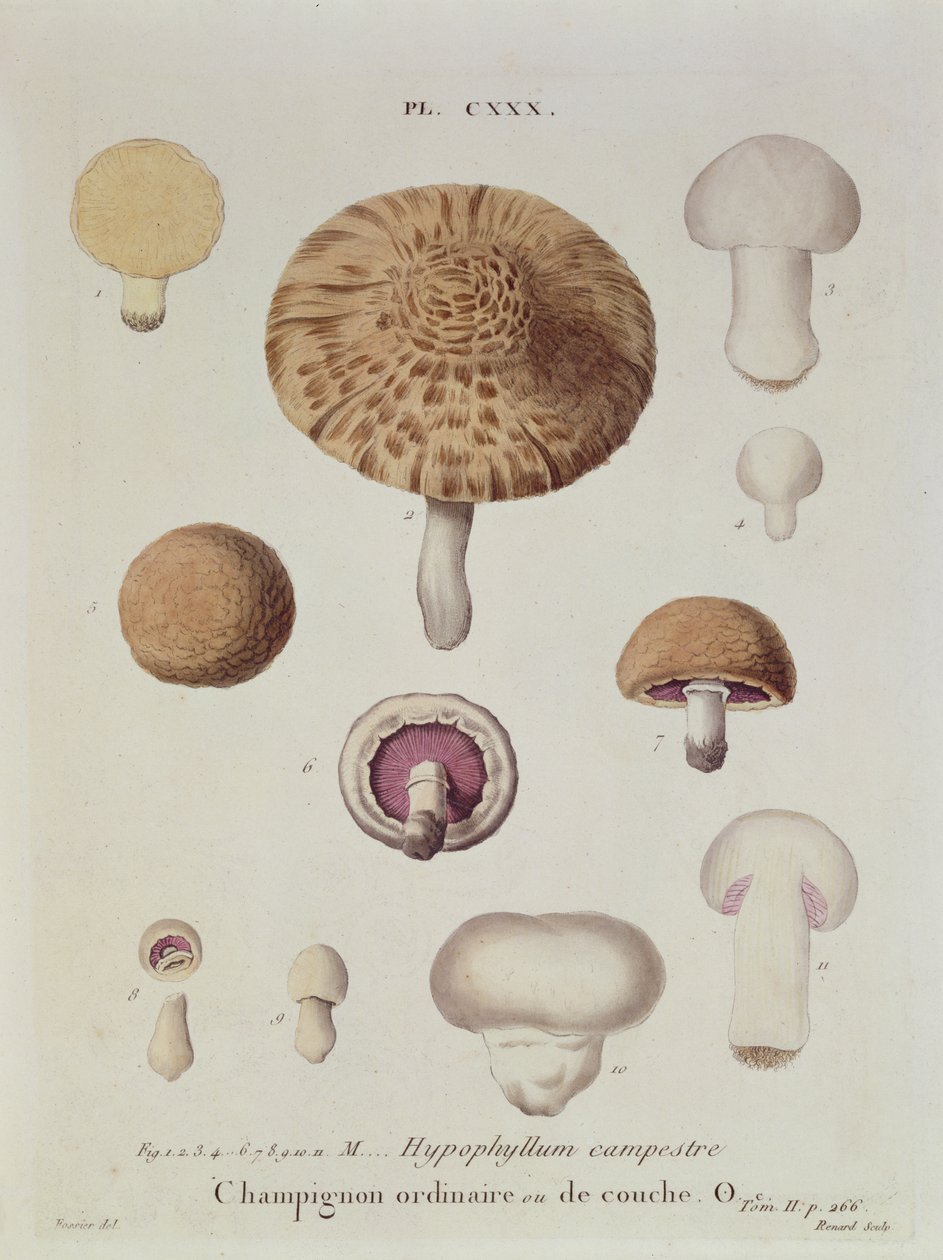 Hypophyllum campestre eller marksoppen, tallerken 130 fra 'Iconographie des Champignons de JJ Paulet' av JH Leveille, gravert av Renard, 1855 av Fossier