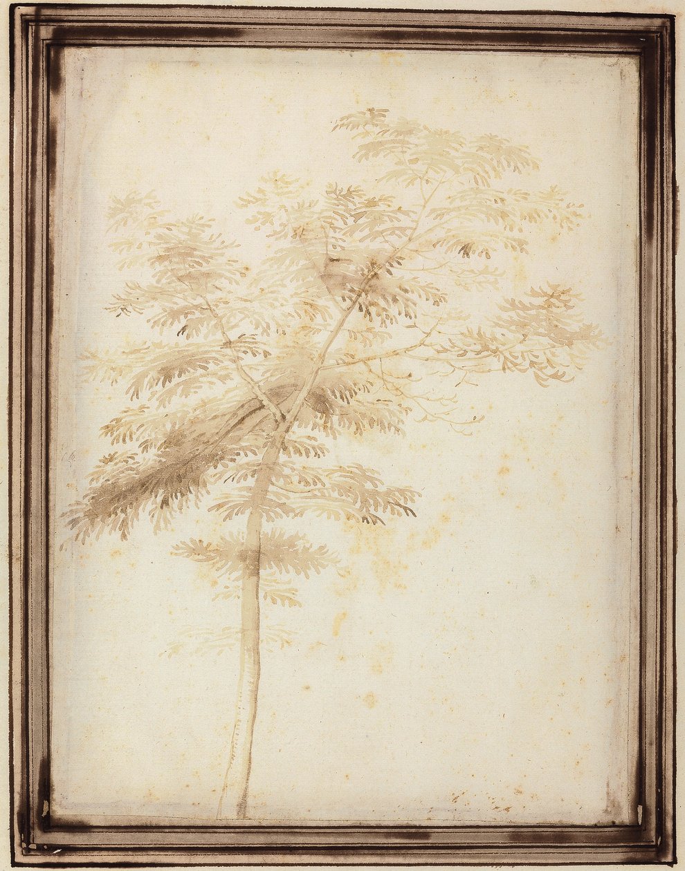 En studie av et tre av Fra Bartolomeo