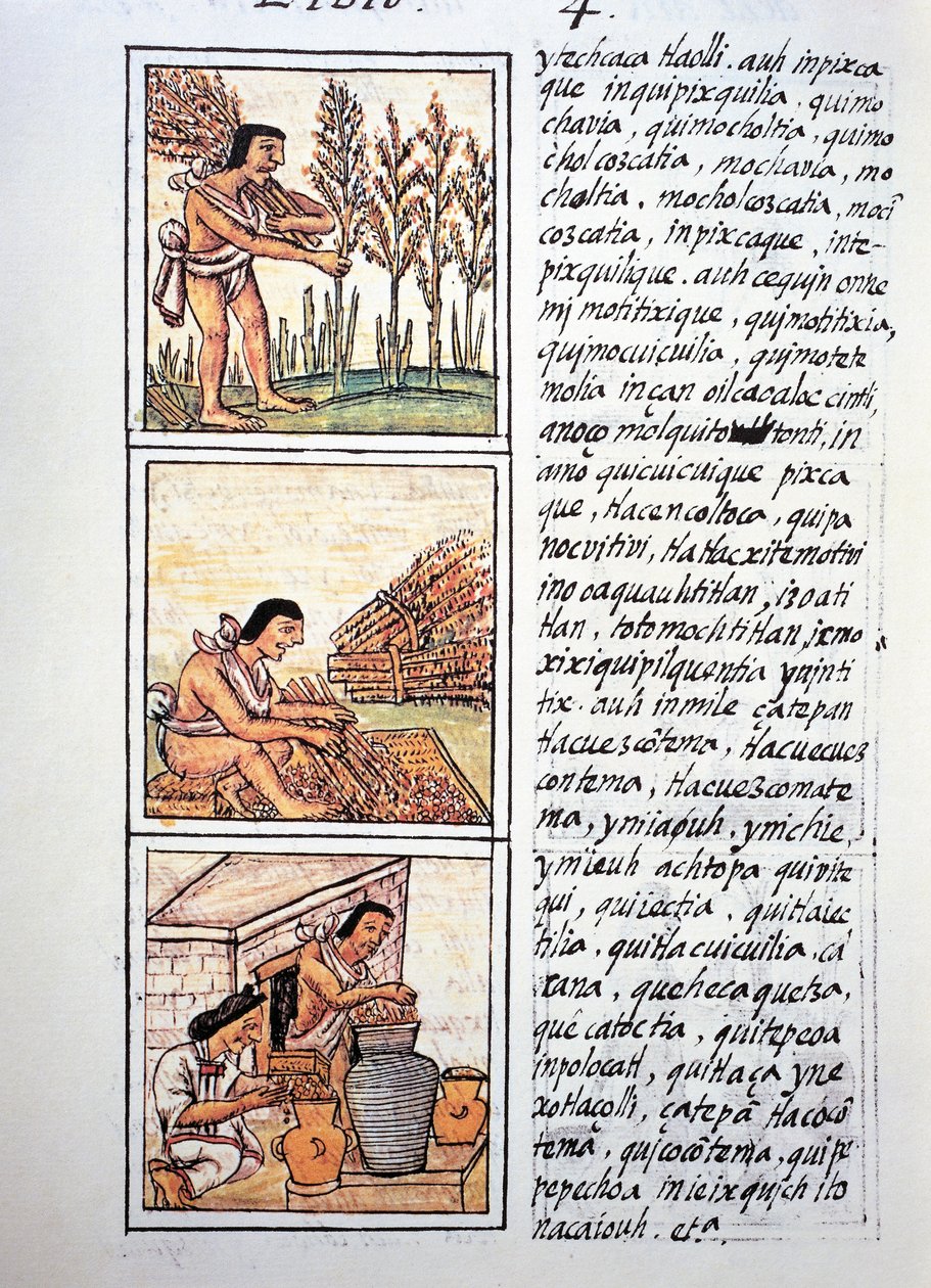 Scener med bondeliv, hvetehøst, egrening på matte og strømpe i krukker, tekst i Nahuati, fra faksimile av manuskript General History of Things of New Spain, også kjent som Florentine Codex, av Bernardino de Sahagun av Fra Bernadino da Sahagun