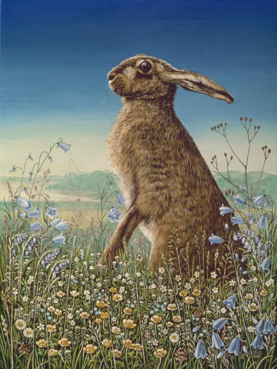 Hare, 1984 (olje og tempera på panel) av Frances Broomfield