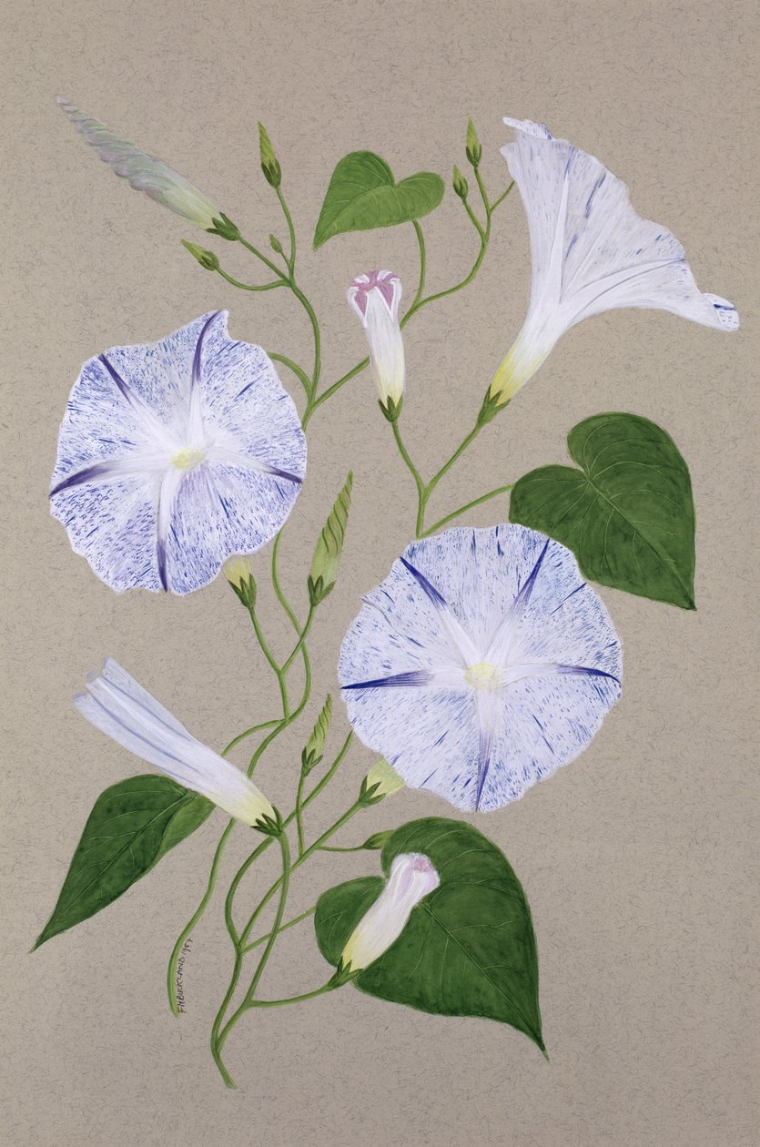 Convolvulus Cneorum av Frances Buckland