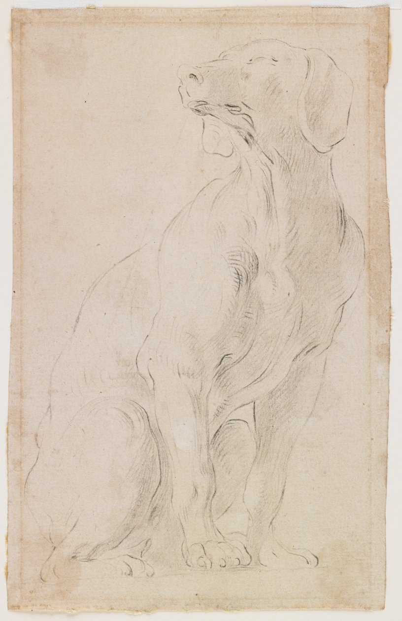 Sittende hund, 1710-15 (svart kritt på papir) av Francesco Solimena