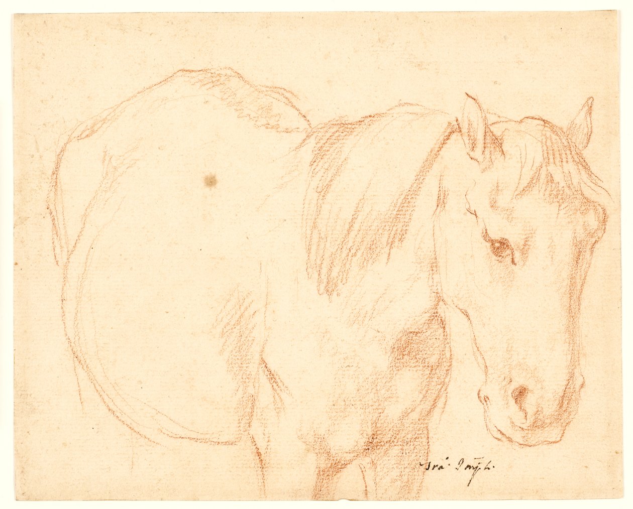 En hest av Francesco Fernandi