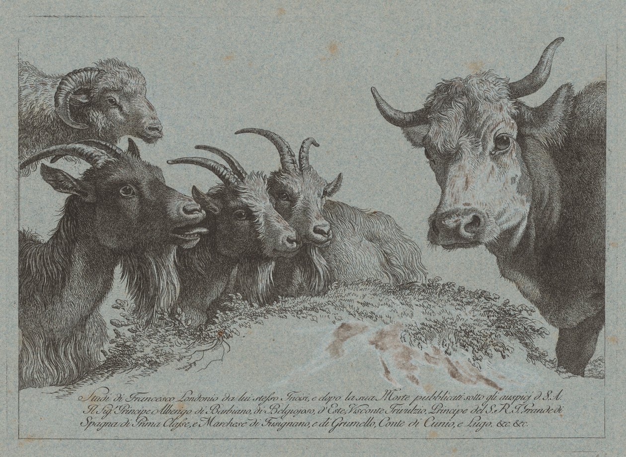 Study of Heads: Three Goats, an Ox, and a Ram, publisert ca. 1783. av Francesco Londonio