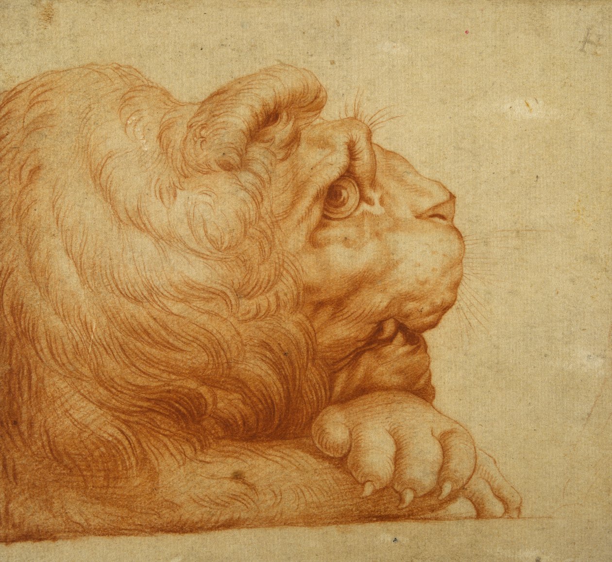 Et løvehode i profil (rødt kritt på hvitt papir) av Francesco de Rossi Salviati Cecchino