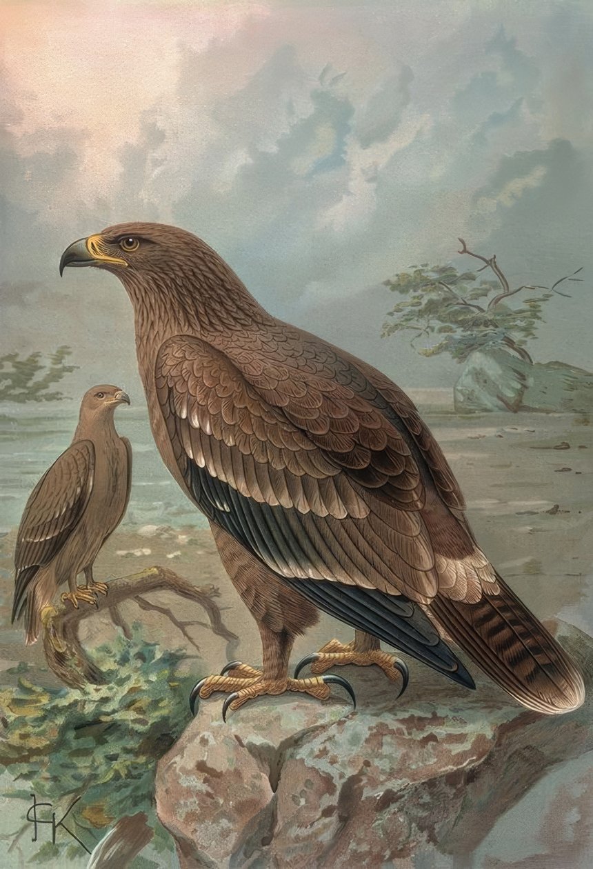GRAVERING-NEPAL ØRN-KVINNE-AQUILA NIPALENSIS av Francia