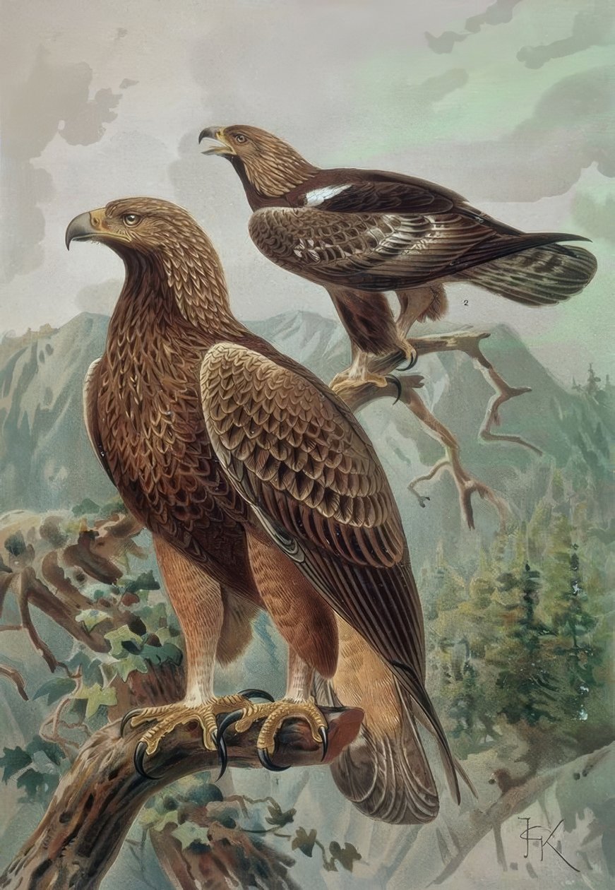 GRAVERING-GULLEN ØRN-VOKSEN HANN (1) OG KVINNE (2) AQUYLA CHYSAETUS av Francia
