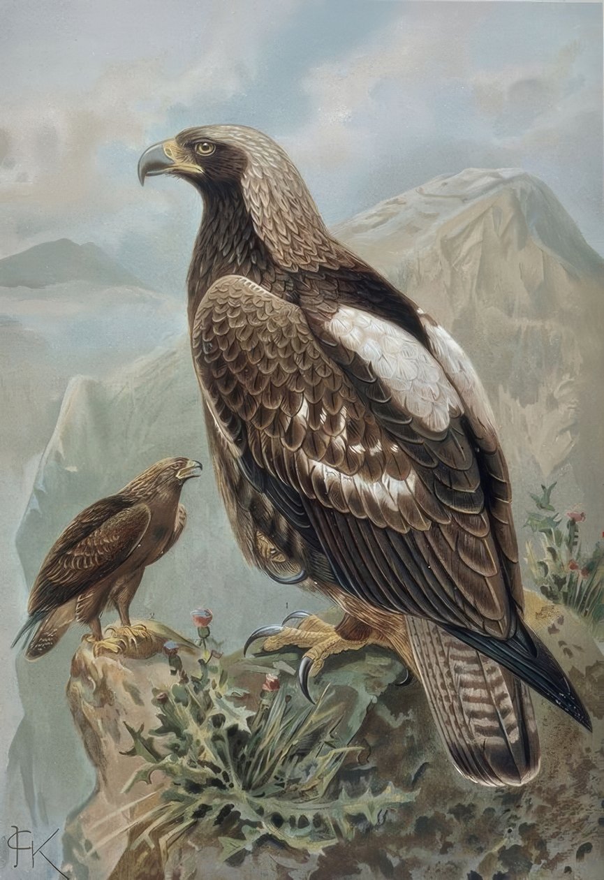GRAVERING-IMPERIAL EAGLE-HANN MED NESTEN PERFEKT FJÆR (1) OG 2 ÅR KVINNE (2) av Francia