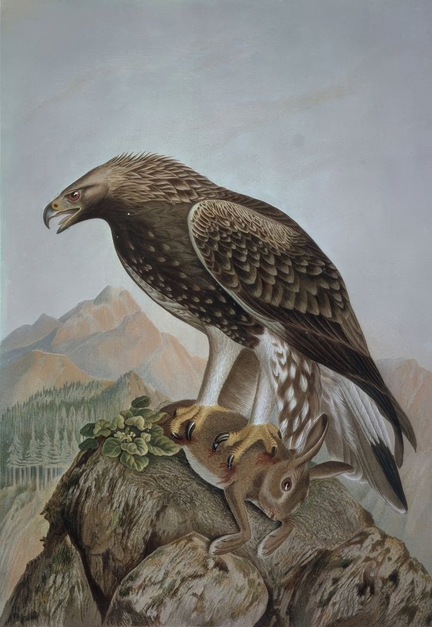 GRAVERING-LEONADA EAGLE-YOUNG HANN - AQUILA CHRYSAETOS av Francia