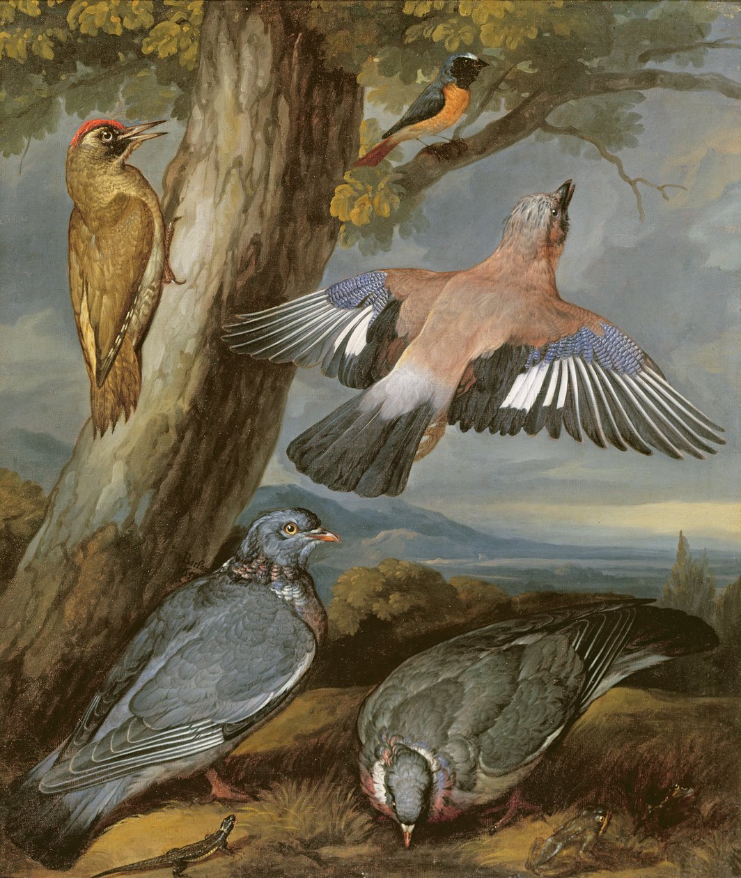 Jay, Green Woodpecker, Pigeons and RedStar, ca.1650 av Francis Barlow