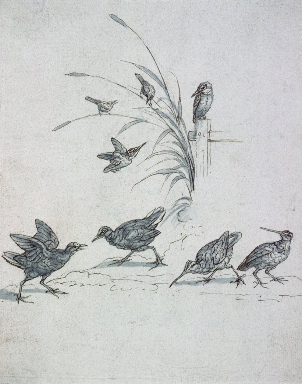 Kingfishers, Curlew and other Birds, 1600-tallet (tegning) av Francis Barlow