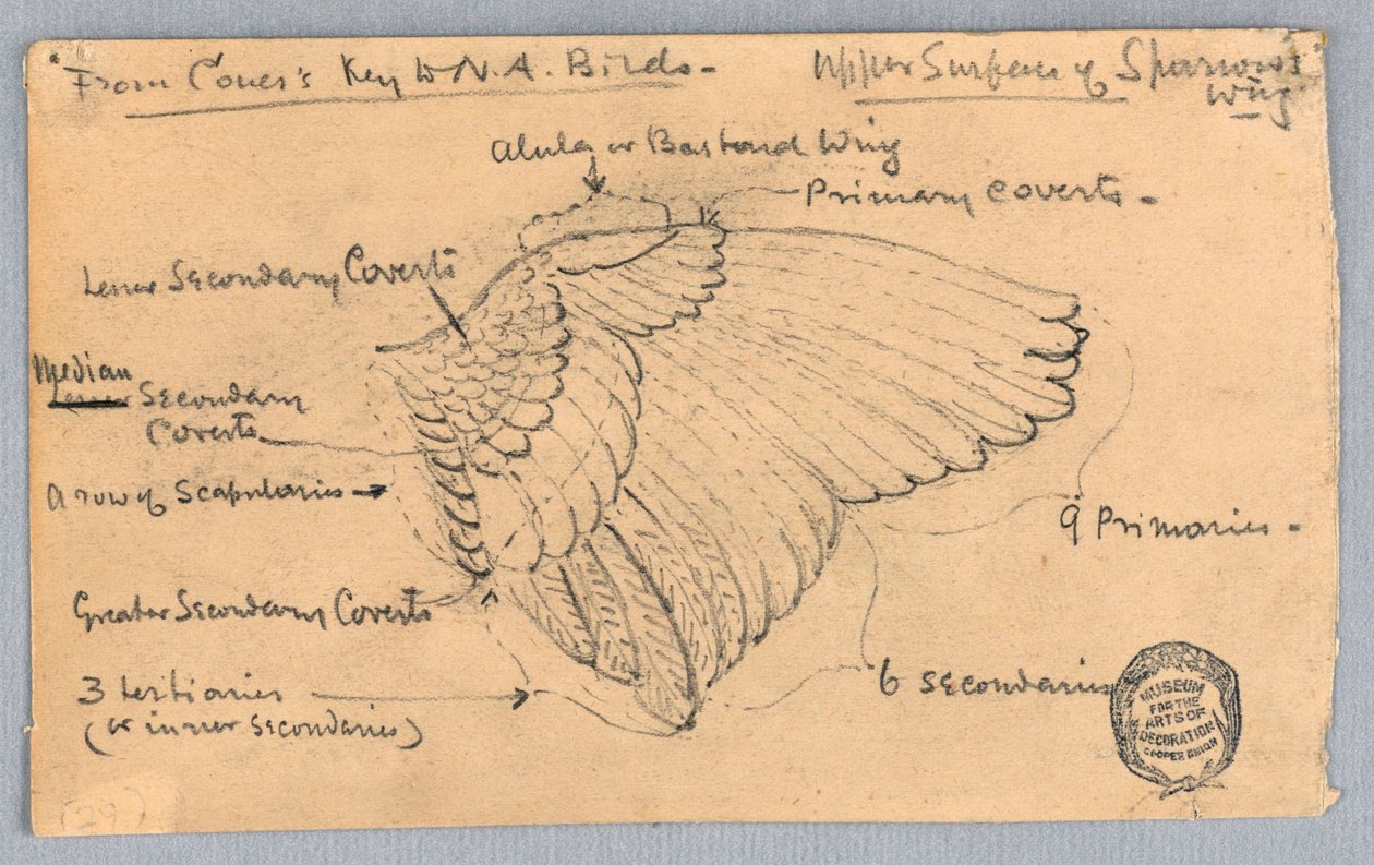 Studie av en spurvevinge av Francis Augustus Lathrop